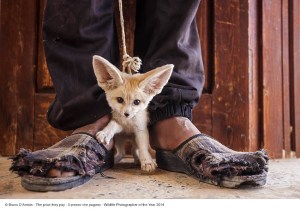 Bruno D’Amicis_Il prezzo che pagano_Wildlife Photographer of the Year 2014