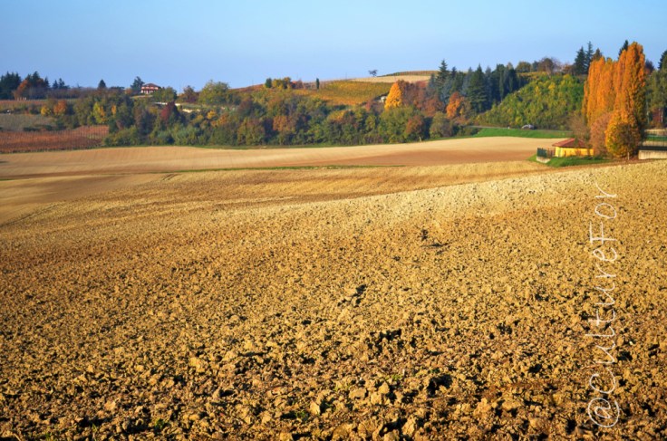 Le Langhe_ www.culturefor.com-36