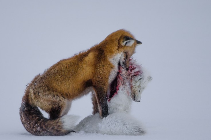 16_-don-gutoski_a-tale-of-two-foxes
