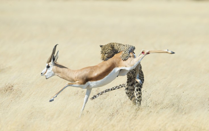 Leopard and Springbok