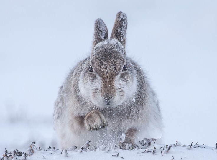 21_-rosamund-macfarlane_snow-hare