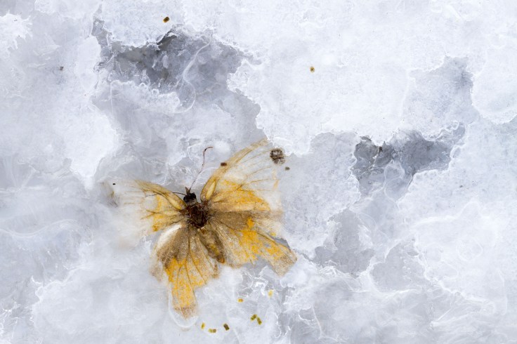 33_-ugo-mellone_butterfly-in-crystal