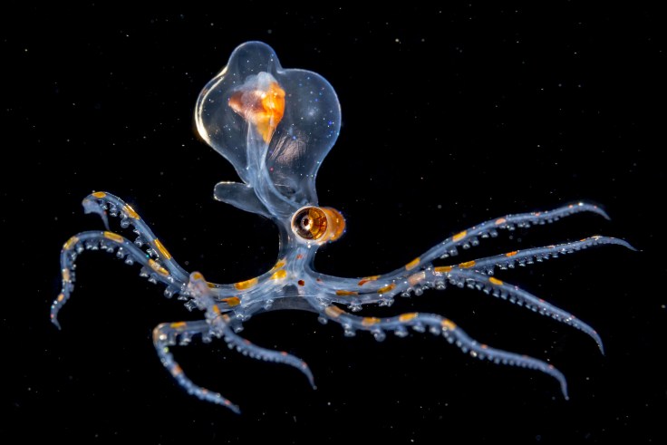 43_-fabien-michenet_it-came-from-the-deep
