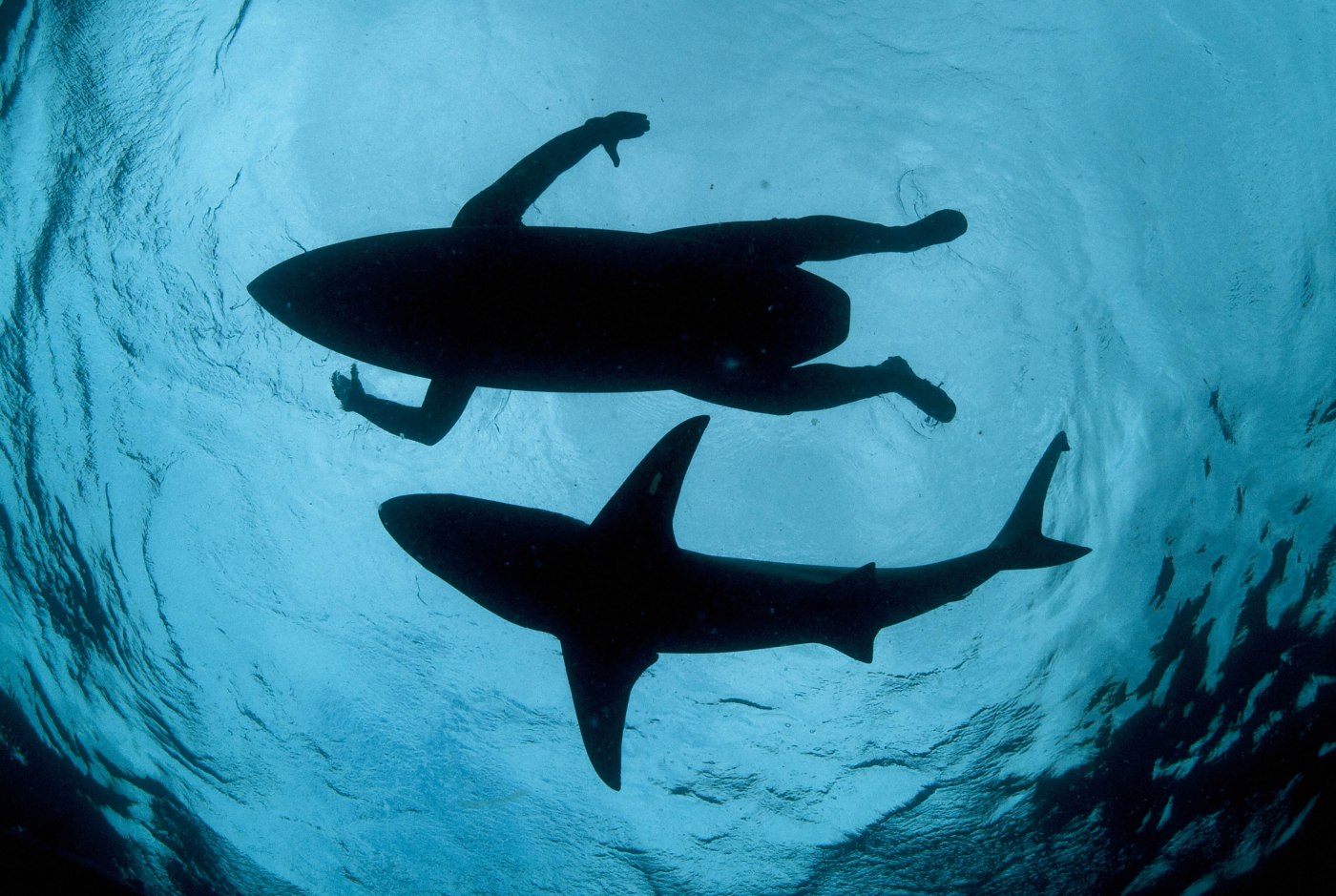 Lo squalo e il surfista - Thomas Peschak (Germania, Sudafrica). Scatto realizzato ad Aliwal Shoal, Durban, Sudafrica con una Nikon D700