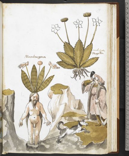 harry-potter-mandrake-being-pulled-out-by-a-dog